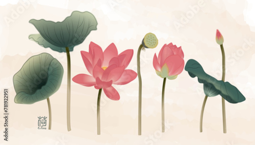 A set of vector-made ink-style lotus flowers, including flowers, buds, lotus pods and lotus leaves.