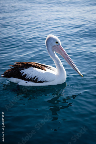 Pelican floating on the ocean's surface