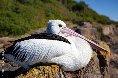 Pelican perched on a rock