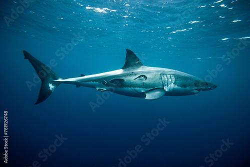 Large great white shark portrait with teeth scar