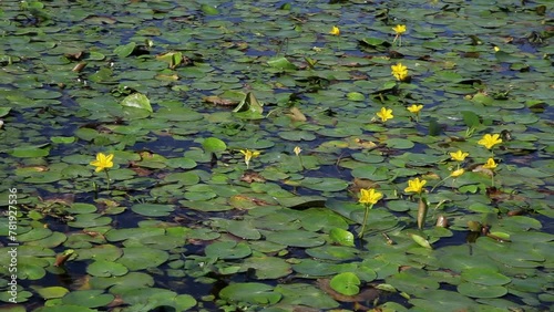 The fringed water-lily cover the water surface in Kopacki rit photo