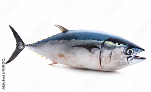 Tuna fish on white background. 