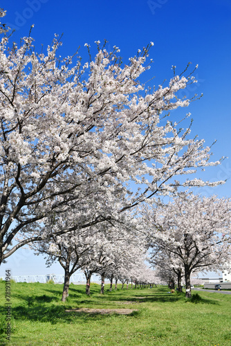 市川市の矢切取水場横の桜並木