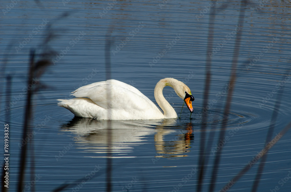 Naklejka premium Cisne mudo nadando