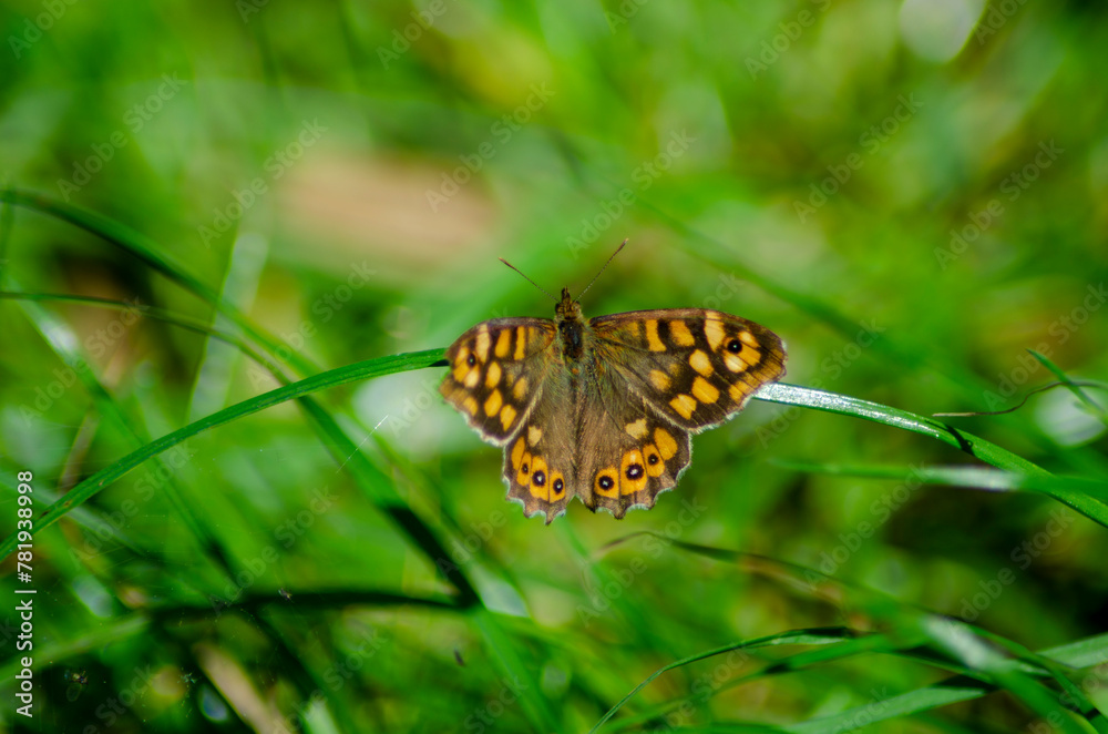 Fototapeta premium Mariposa de los muros