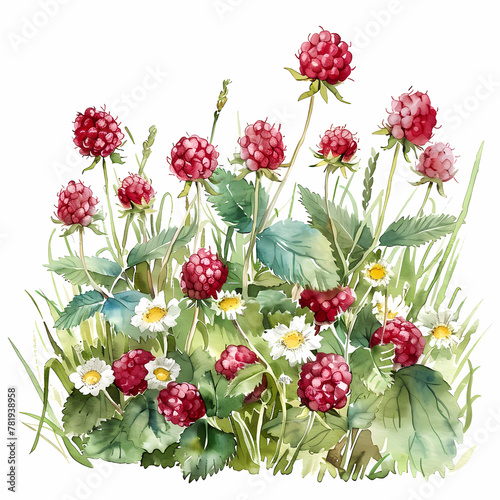 Raspberries in meadow, white background, watercolor illustration.