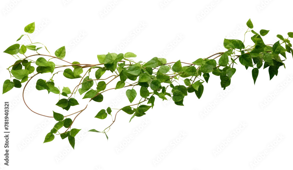 Fototapeta premium vine plant climbing isolated on transparent and white background.PNG image. 