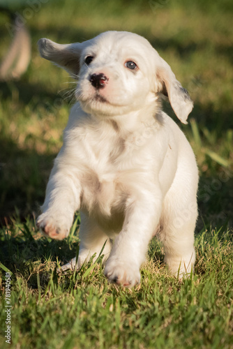 portrait of playful cute white english setter baby puppy running
