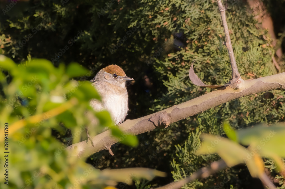 Naklejka premium Eurasian Blackcap perched on a tree branch in the morning light