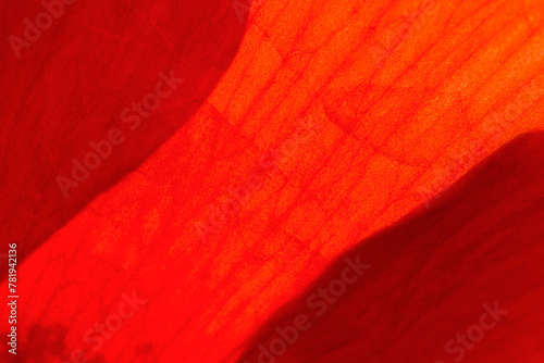 Sunlight shines through the red petals of the poppy. Abstract red background. To add text. Abstract background photo. Close-up.