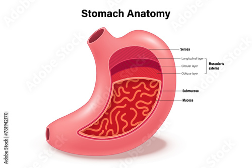 The anatomy of the human stomach vector. Digestive Organ. Internal organ. Medical education. Serosa, Muscularis externa, Submucosa and Mucosa.