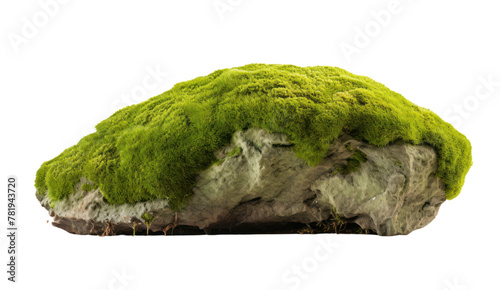 Moss green on rock, isolated on transparent and white background.PNG image.