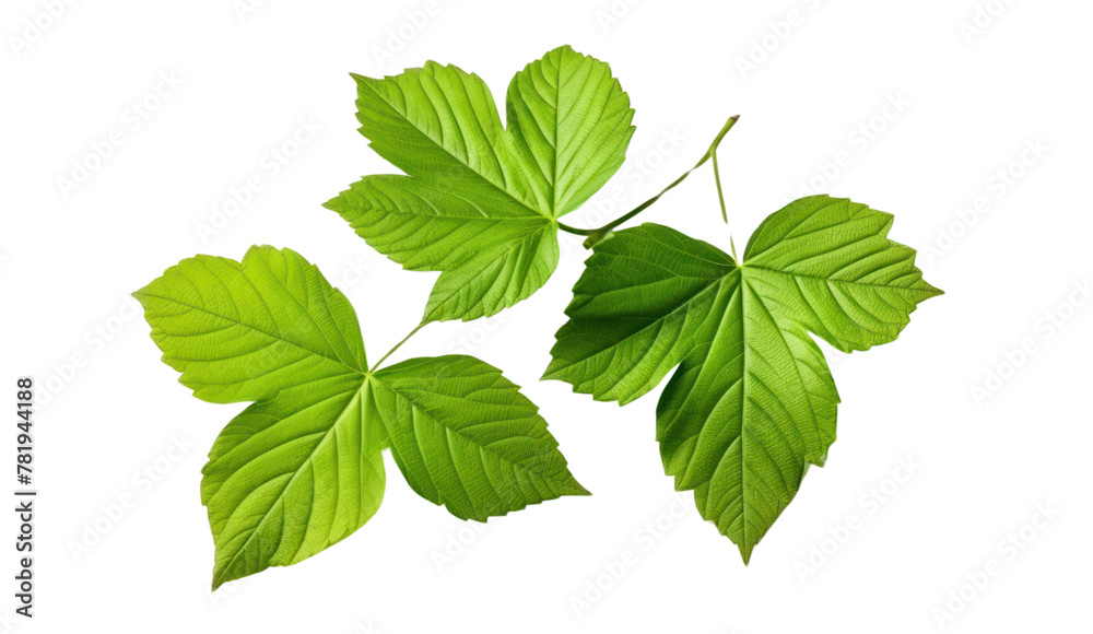 New green leaves on a linden branch.isolated on transparent and white background.PNG image. New green leaves on a linden branch.isolated on transparent and white background.PNG image.