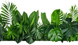 Green leaves of tropical plants bush (Monstera, palm, isolated on transparent and white background.PNG image.
