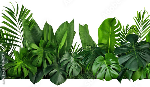 Green leaves of tropical plants bush  Monstera  palm  isolated on transparent and white background.PNG image.