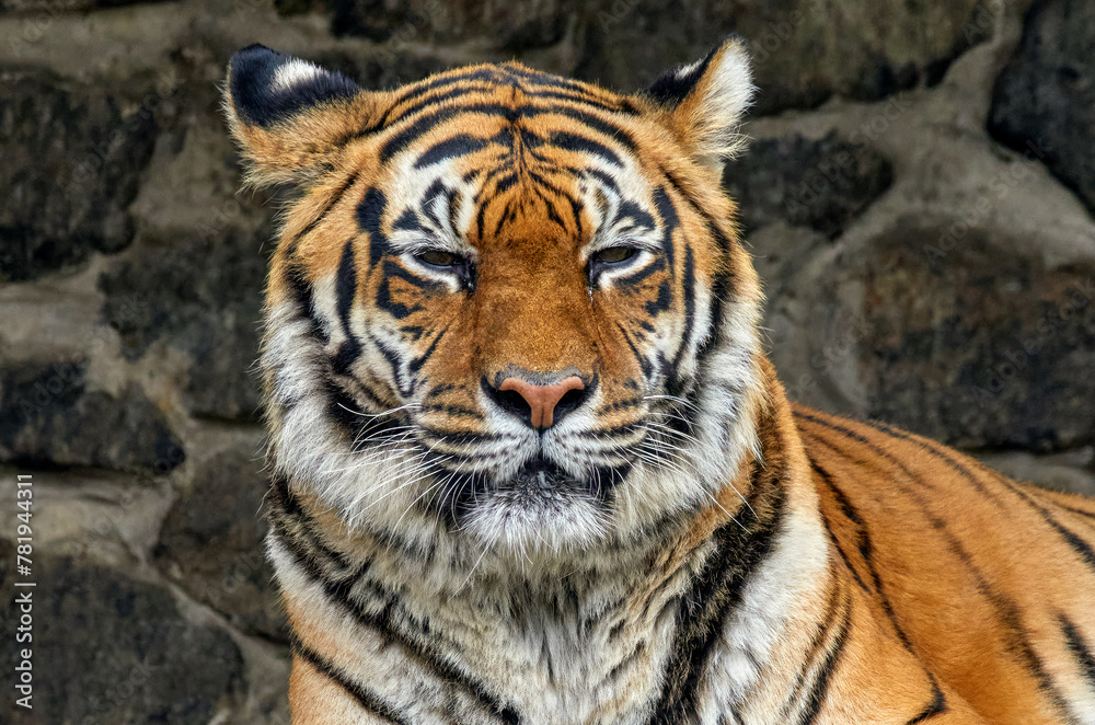 Fototapeta premium face of a large striped tiger