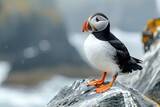 Poised Puffin: Grace of the Atlantic. Concept Wildlife Photography, Birdwatching, Nature Conservation
