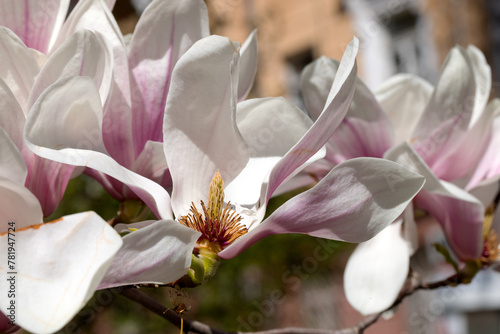 Beautiful pink magnolia flowers on tree. Magnolia blooms in spring garden Blooming magnolia, tulip tree. Magnolia Sulanjana close-up spring background Close-up of beautiful flower First spring flowers