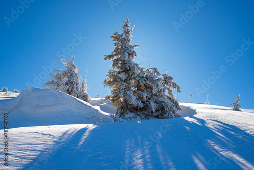 a snowy spruce tree in the backlight, the sun's rays illuminate a snowy tree, a winter fairy tale in the mountains, a winter postcard