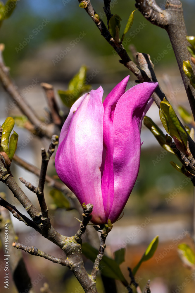 Beautiful pink magnolia flowers on tree. Magnolia blooms in spring garden Blooming magnolia, tulip tree. Magnolia Sulanjana close-up spring background Close-up of beautiful flower First spring flowers Beautiful pink magnolia flowers on tree. Magnolia blooms in spring garden Blooming magnolia, tulip tree. Magnolia Sulanjana close-up spring background Close-up of beautiful flower First spring flowers