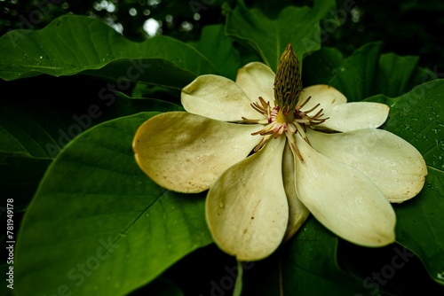 Closeup of a Japanese bigleaf magnolia in the garden photo