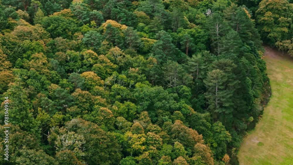 Forest in autumn Highlands Scotland Aerial view Forest in autumn Highlands Scotland Aerial view