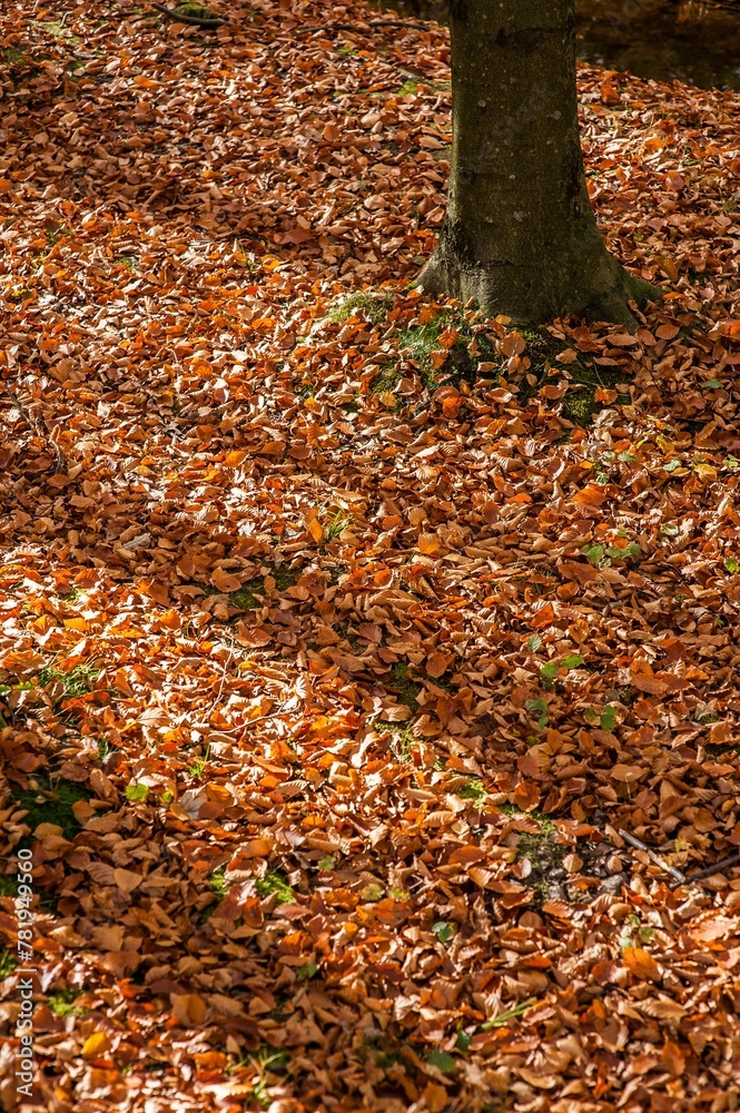 Vertical shot of the fallen leaves in autumn Vertical shot of the fallen leaves in autumn