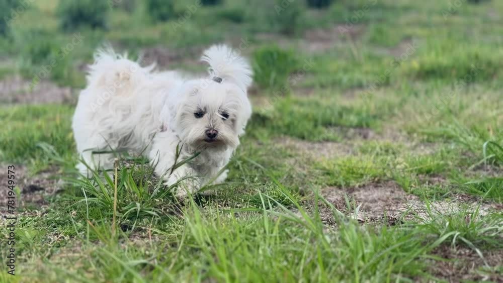 White dog walking in the middle of the green meadow.
White dog walking in the middle of the green meadow.