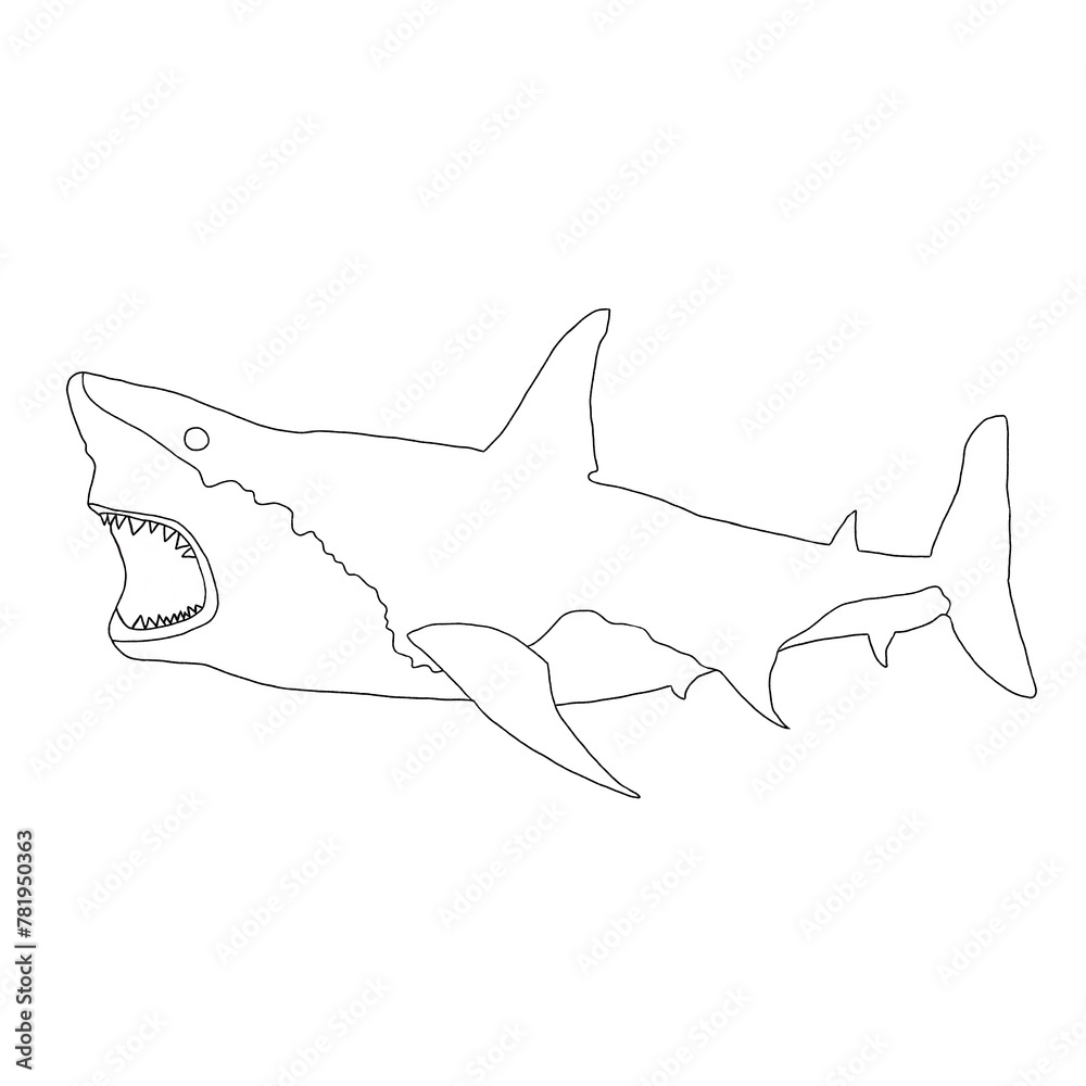 Hand Drawn Shark | Shark Illustration