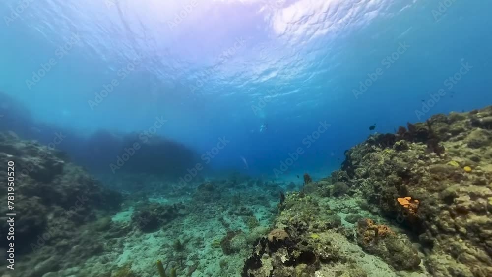 4k video of the Champagne Reef near Roseau, Dominica