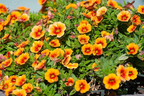 Closeup of calibrachoa aloha kona pineapple. Beautiful reddish-orange flowers.