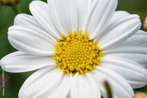 Closeup of Anthemis cretica  the Cretian mat daisy.