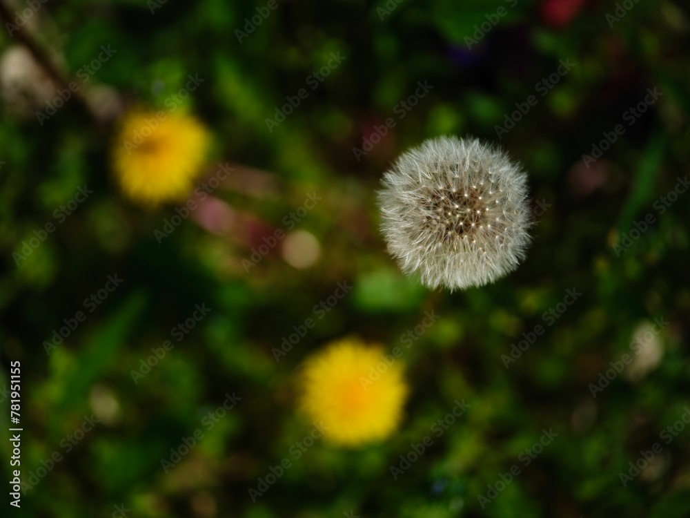 Closeup shot of a white dandelion in the garden Closeup shot of a white dandelion in the garden