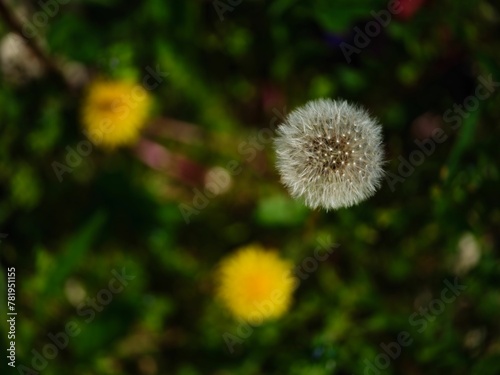 Closeup shot of a white dandelion in the garden