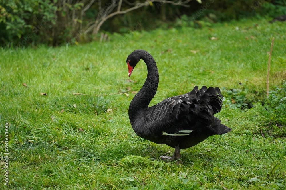 Beautiful black swan (Cygnus atratus) standing on the green grass on the blurred background Beautiful black swan (Cygnus atratus) standing on the green grass on the blurred background