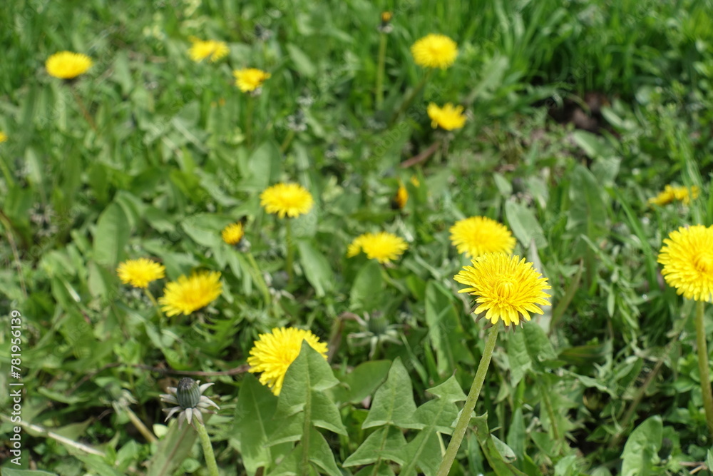 Bright yellow flowers of dandelions in the grass in mid April Bright yellow flowers of dandelions in the grass in mid April