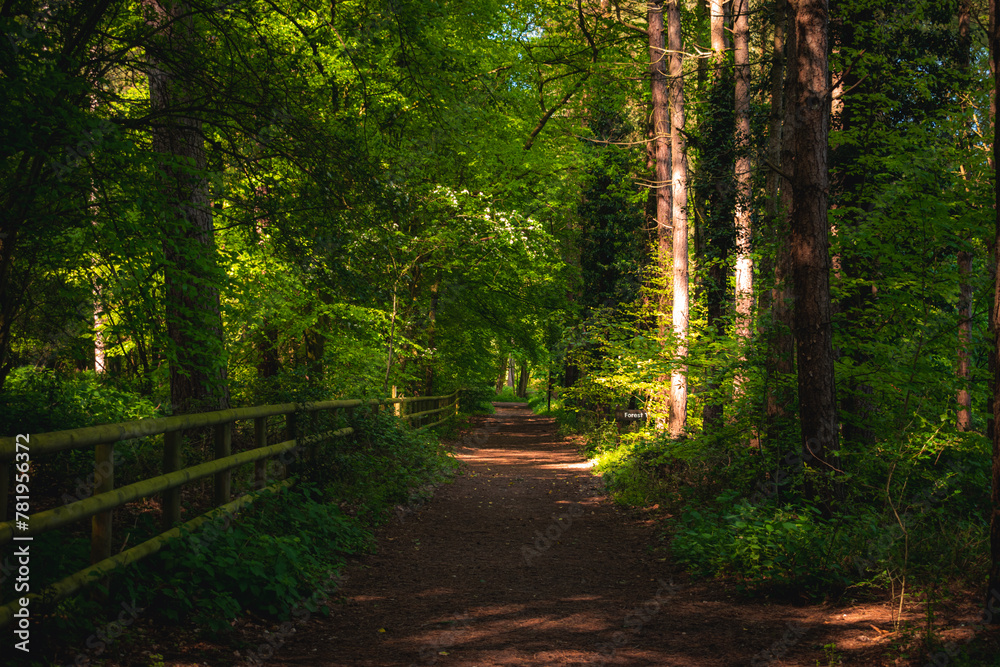 Obraz premium Path in the forest on sunny day