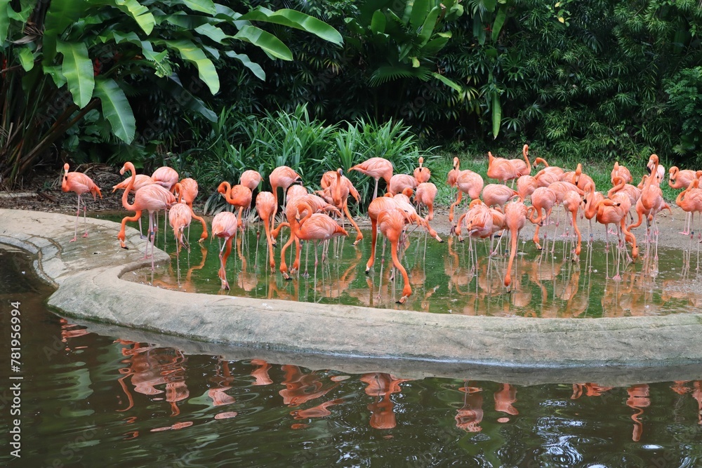Naklejka premium Beautiful view of flamingos near the lake