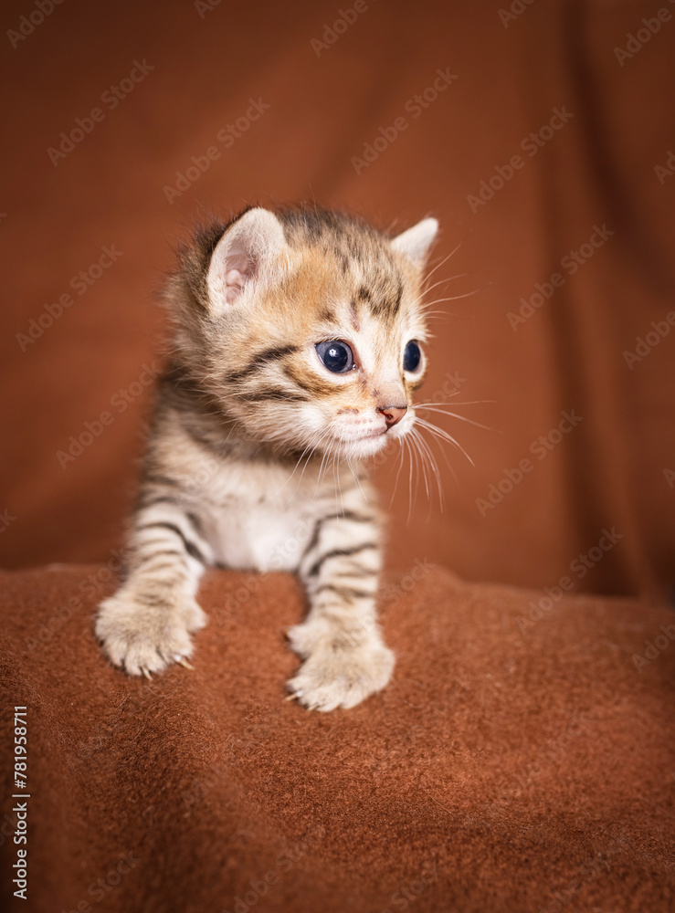 many beautiful british kittens together on a brown background. many beautiful british kittens together on a brown background.