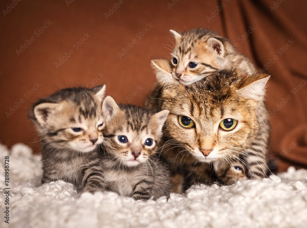 many beautiful british kittens with mother cat together on a brown background.