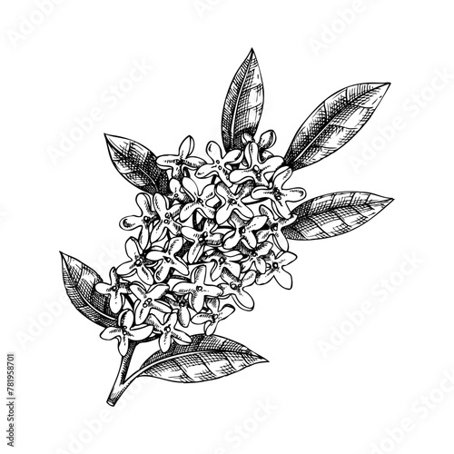 Osmanthus, tea olive branch sketch. Aromatic plant hand-drawn vector illustration. Cosmetics and perfumery ingredient. NOT AI generated