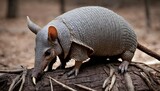 An-Armadillo-With-Its-Claws-Gripping-A-Root-As-It- 2