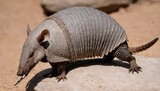 An-Armadillo-With-Its-Claws-Scraping-Against-A-Roc- 2