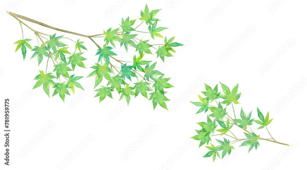 新緑のモミジの枝の水彩イラスト（透過背景）