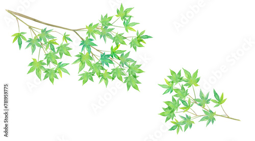 新緑のモミジの枝の水彩イラスト（透過背景）