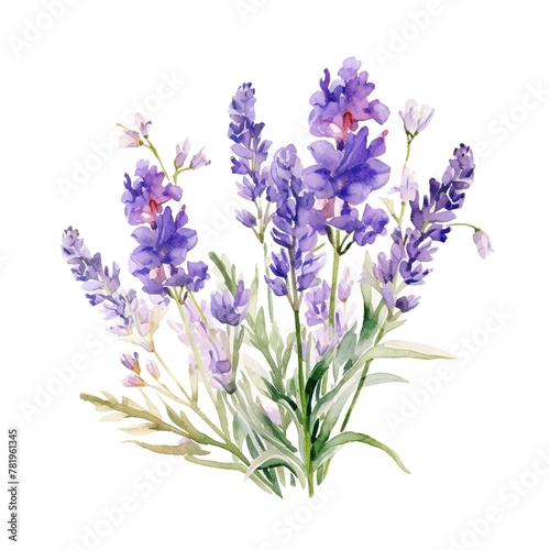 Colorful watercolor lavender flowers illustration on a white background