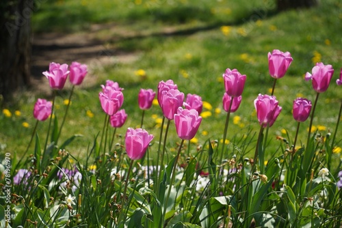 Beautiful view of tulips in a garden with fresh grass