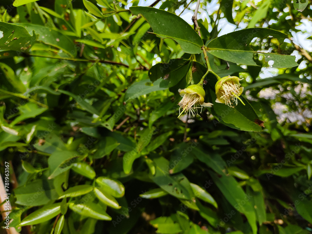 close up of water apple flowers blooming on a tree close up of water apple flowers blooming on a tree