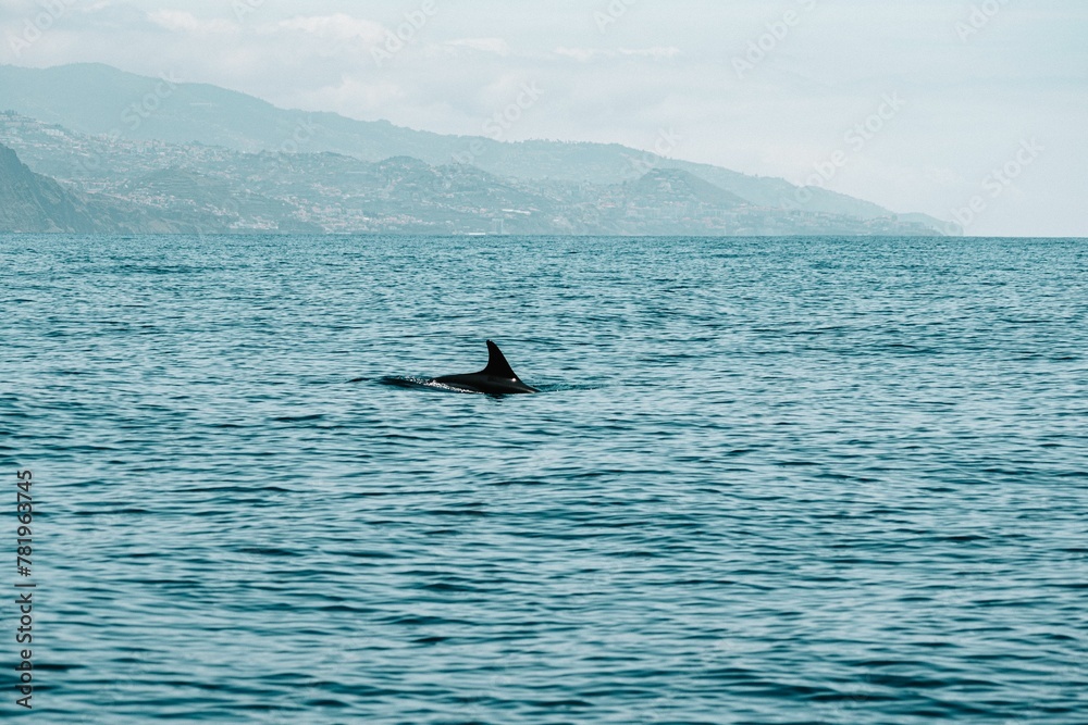 Fototapeta premium Dolphin swimming on the water surface with mountains in the background