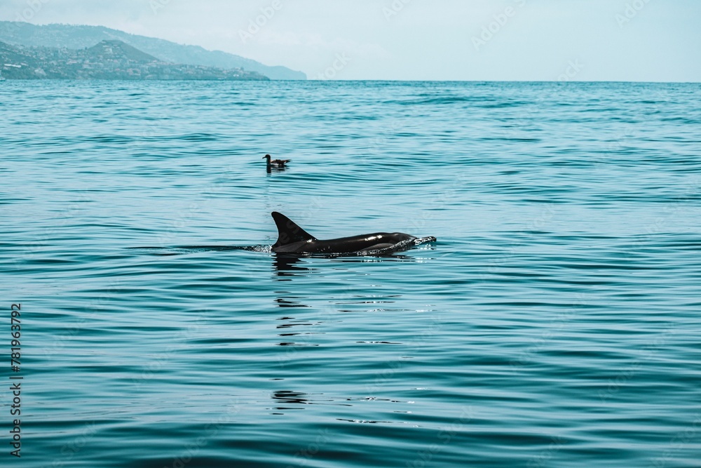 Dolphins swimming on the water surface with mountains in the background Dolphins swimming on the water surface with mountains in the background